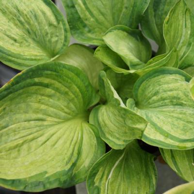 Hosta 'Pistache' Hosta 'Pistache'